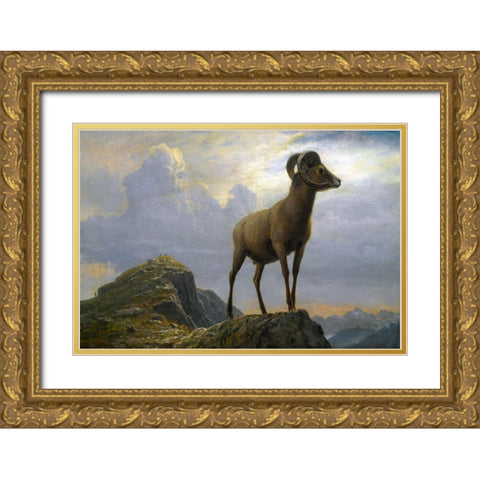 Study of a Bighorn Ram Gold Ornate Wood Framed Art Print with Double Matting by Bierstadt, Albert