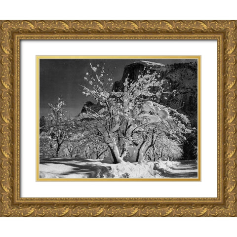 Half Dome-Apple Orchard-Yosemite-California Gold Ornate Wood Framed Art Print with Double Matting by Adams, Ansel