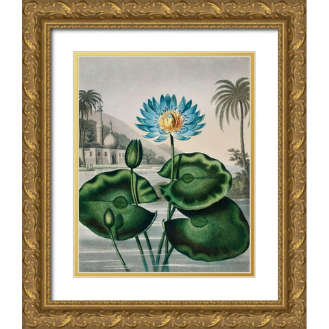 The Blue Egyptian Water Lily from The Temple of Flora Gold Ornate Wood Framed Art Print with Double Matting by Thornton, Robert John