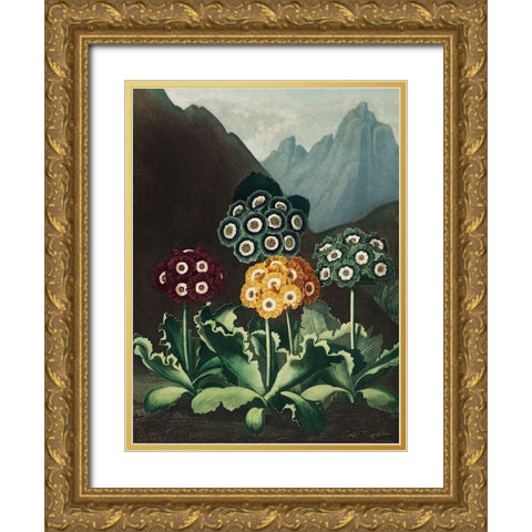 A Group of Auriculas from The Temple of Flora Gold Ornate Wood Framed Art Print with Double Matting by Thornton, Robert John