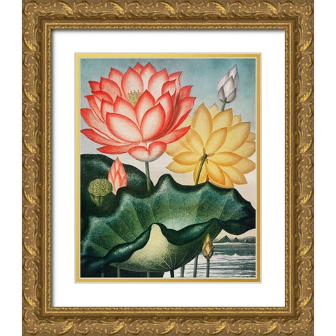 The Sacred Egyptian Bean from The Temple of Flora Gold Ornate Wood Framed Art Print with Double Matting by Thornton, Robert John