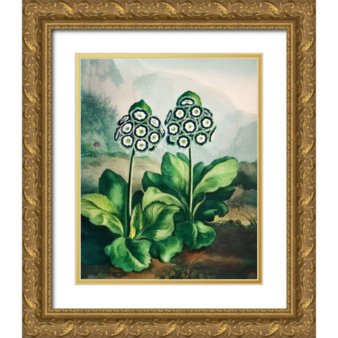 A Group of Auriculas from The Temple of Flora Gold Ornate Wood Framed Art Print with Double Matting by Thornton, Robert John