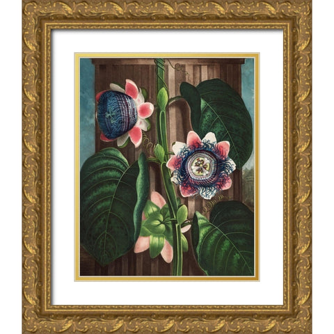 The Quadrangular Passion Flower from The Temple of Flora Gold Ornate Wood Framed Art Print with Double Matting by Thornton, Robert John