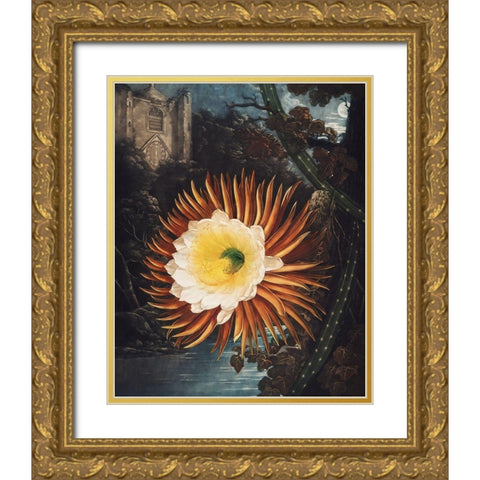 The Night Blowing Cereus from The Temple of Flora Gold Ornate Wood Framed Art Print with Double Matting by Thornton, Robert John