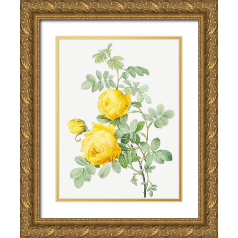 Rosa Hemisphaerica, Yellow Rose of Sulfur Gold Ornate Wood Framed Art Print with Double Matting by Redoute, Pierre Joseph
