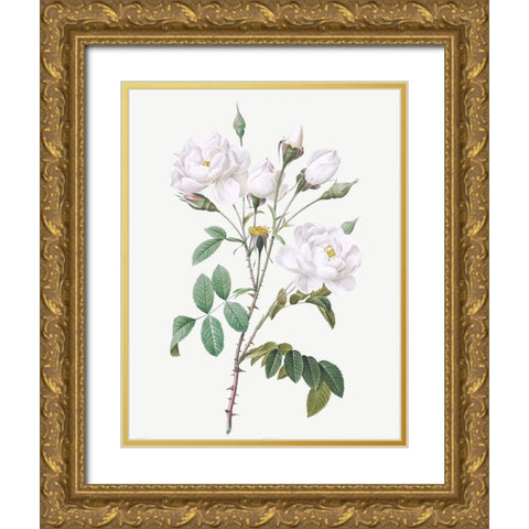 Rosa Campanulata Alba, Pink Bellflowers to White Flowers Gold Ornate Wood Framed Art Print with Double Matting by Redoute, Pierre Joseph