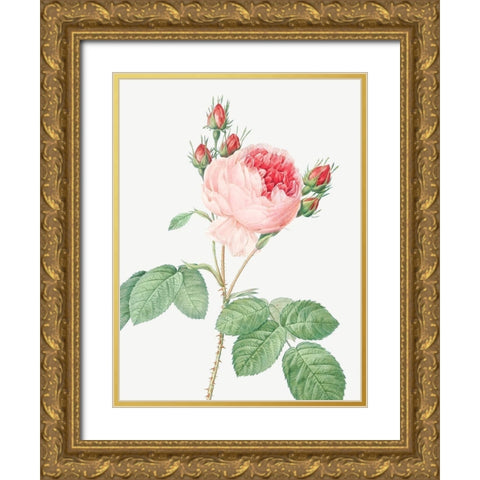 Cabbage Rose, One Hundred Leaved Rose, Rosa centifolia Gold Ornate Wood Framed Art Print with Double Matting by Redoute, Pierre Joseph
