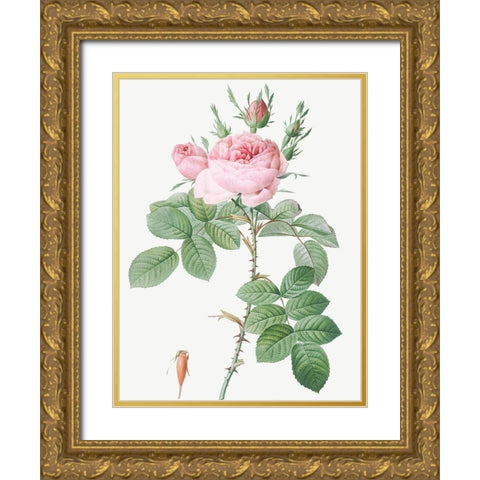 Rosa Bifera Officinalis, Rose of Perfume Gold Ornate Wood Framed Art Print with Double Matting by Redoute, Pierre Joseph
