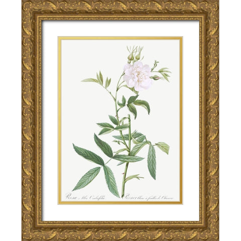 Rosa alba Cimboefolia , White Rose with Hemp Leaves Gold Ornate Wood Framed Art Print with Double Matting by Redoute, Pierre Joseph