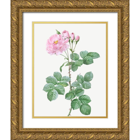 Aurora Poniatowska, Rosa damascena aurora Gold Ornate Wood Framed Art Print with Double Matting by Redoute, Pierre Joseph