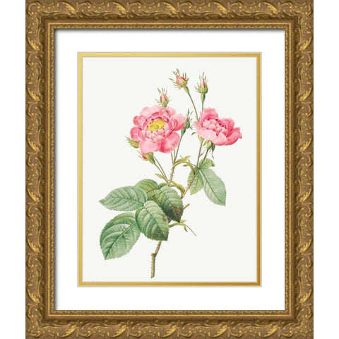 Rosa centifolia anemonoides, The Anemone Centuries Gold Ornate Wood Framed Art Print with Double Matting by Redoute, Pierre Joseph