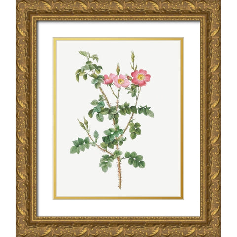 Prickly Sweet Briar Rose with Dusty Pink Flowers, Rosa rubiginosa aculeatissima Gold Ornate Wood Framed Art Print with Double Matting by Redoute, Pierre Joseph