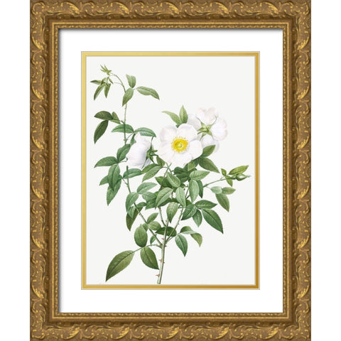 Cherokee Rose, White Rose of Snow, Rosa Nivea Gold Ornate Wood Framed Art Print with Double Matting by Redoute, Pierre Joseph
