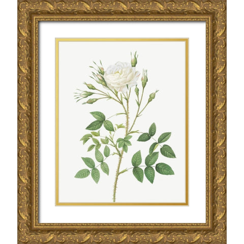 Rose of Rosenberg, Rosa rosenbergiana Gold Ornate Wood Framed Art Print with Double Matting by Redoute, Pierre Joseph