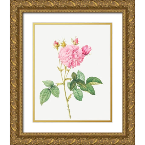 Agatha rose, Rosa gallica Agatha Gold Ornate Wood Framed Art Print with Double Matting by Redoute, Pierre Joseph