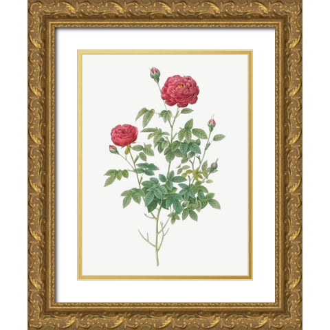 Burgundy Cabbage Rose, Pompon of Burgundy, Rosa pomponia Burgundiaca Gold Ornate Wood Framed Art Print with Double Matting by Redoute, Pierre Joseph