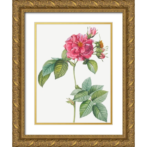 Rosa turbinata, Rose of Frankfurt Gold Ornate Wood Framed Art Print with Double Matting by Redoute, Pierre Joseph