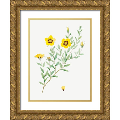 Rosa persica, Rose Leaved Rosebush, Rosa berberifolia Gold Ornate Wood Framed Art Print with Double Matting by Redoute, Pierre Joseph