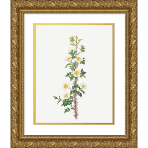 Scotch Rose, Rose tree with a thousand thorns, Rosa myriacantha Gold Ornate Wood Framed Art Print with Double Matting by Redoute, Pierre Joseph