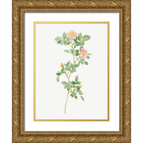 Montezuma Rose Gold Ornate Wood Framed Art Print with Double Matting by Redoute, Pierre Joseph