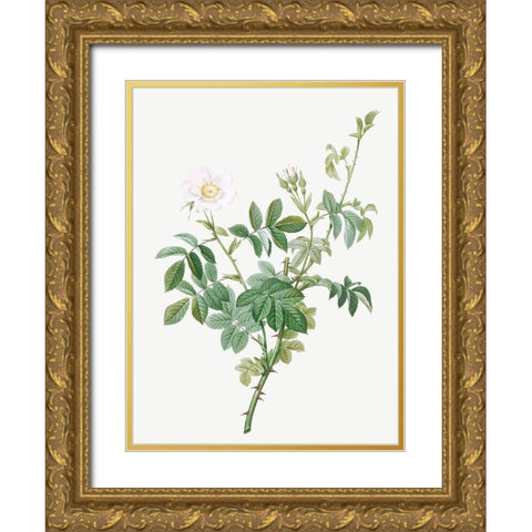 White Downy Rose, Cottony Rose, Rosa tomentosa Gold Ornate Wood Framed Art Print with Double Matting by Redoute, Pierre Joseph