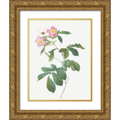 Variegated Alpine Rose, Rosa alpina flore variegato Gold Ornate Wood Framed Art Print with Double Matting by Redoute, Pierre Joseph