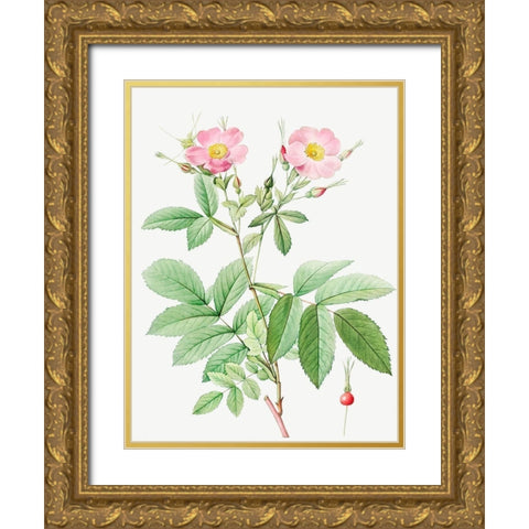 Alpine Rose, Alpine Rose with Penduncle and Glaborous Calyx Gold Ornate Wood Framed Art Print with Double Matting by Redoute, Pierre Joseph