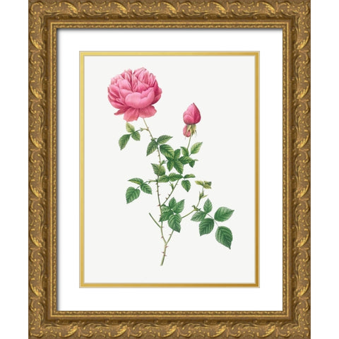 Autumn China Rose, Autumn Bengal, Rosa indica automnalis Gold Ornate Wood Framed Art Print with Double Matting by Redoute, Pierre Joseph