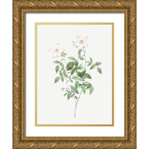 Rosa indica acuminata, Rosebush with Sharp Petals Gold Ornate Wood Framed Art Print with Double Matting by Redoute, Pierre Joseph