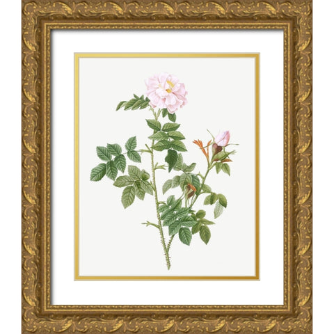 Pale pink flower, Rosa orbefsanea Gold Ornate Wood Framed Art Print with Double Matting by Redoute, Pierre Joseph