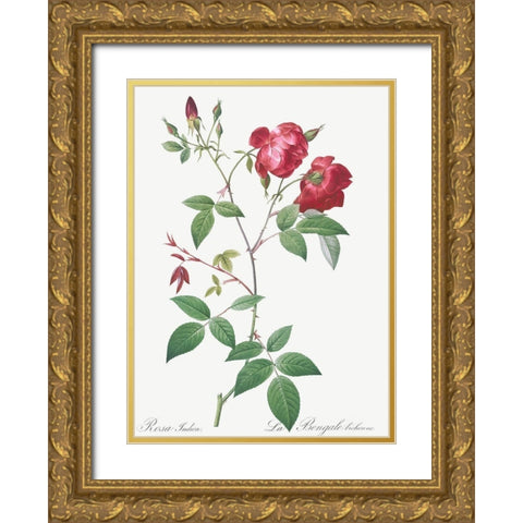 Velvet China Rose, Rosa indica Gold Ornate Wood Framed Art Print with Double Matting by Redoute, Pierre Joseph