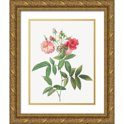 Subcorymbose Hudson Rose, Rosa Hudsoniana Subcorymbosa Gold Ornate Wood Framed Art Print with Double Matting by Redoute, Pierre Joseph