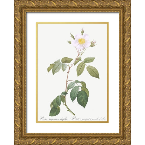 Big Leaved Climbing Rose, Rosa sempervirens latifolia Gold Ornate Wood Framed Art Print with Double Matting by Redoute, Pierre Joseph