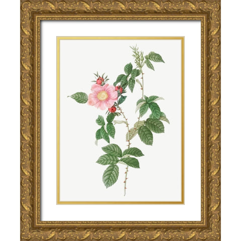 Dog Rose, Big Flowered Dog Rose, Rosa canina grandiflora Gold Ornate Wood Framed Art Print with Double Matting by Redoute, Pierre Joseph
