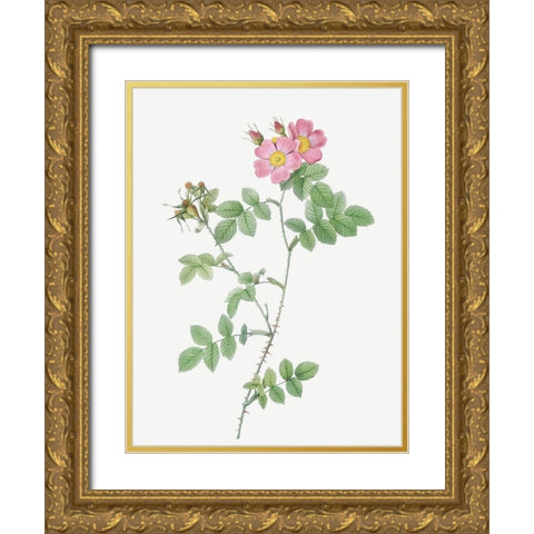 Sweetbriar, Rusty Rose with Three Flowers, Rosa rubiginosa triflora Gold Ornate Wood Framed Art Print with Double Matting by Redoute, Pierre Joseph