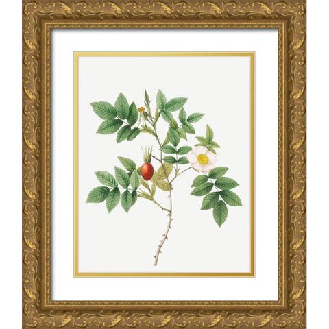 Bidentate Mountain Rose, Mountain Rose with Toothed Leaflets Gold Ornate Wood Framed Art Print with Double Matting by Redoute, Pierre Joseph
