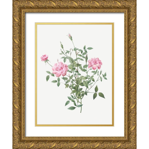 Double Miniature Rose, Dwarf Rosebush, Rosa indica pumila Gold Ornate Wood Framed Art Print with Double Matting by Redoute, Pierre Joseph