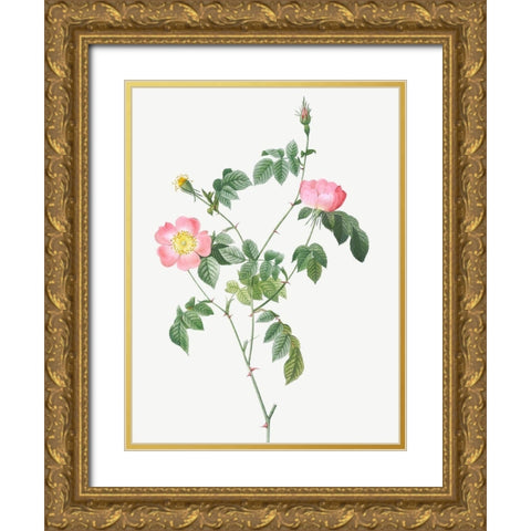 Austrian Briar, Rosa foetida Gold Ornate Wood Framed Art Print with Double Matting by Redoute, Pierre Joseph