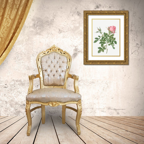 Dwarf Four Seasons Rose, Rosa bifera pumila Gold Ornate Wood Framed Art Print with Double Matting by Redoute, Pierre Joseph