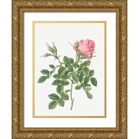 Dwarf Four Seasons Rose, Rosa bifera pumila Gold Ornate Wood Framed Art Print with Double Matting by Redoute, Pierre Joseph