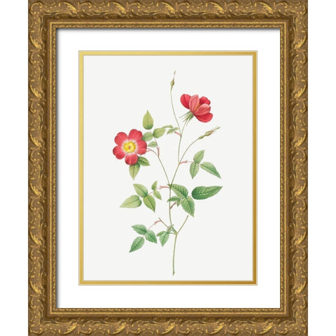 Rose Indica Stelligera, Bengal Star, Rosa indica stelligera Gold Ornate Wood Framed Art Print with Double Matting by Redoute, Pierre Joseph