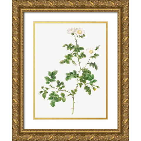 White Sweetbriar, Wild Rose of Valiant, Rosa rubignosa vaillantiana Gold Ornate Wood Framed Art Print with Double Matting by Redoute, Pierre Joseph