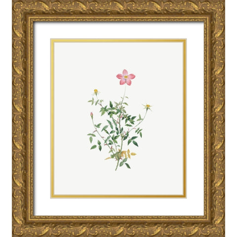Single Dwarf China Rose, Rosa indica pumila, flore simplici Gold Ornate Wood Framed Art Print with Double Matting by Redoute, Pierre Joseph