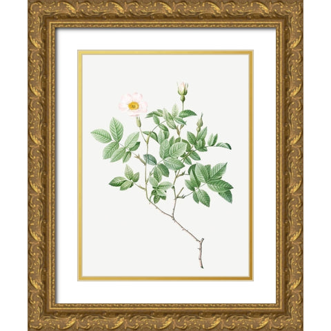 Farinose Rose, Flowery Rosebush, Rosa farinosa Gold Ornate Wood Framed Art Print with Double Matting by Redoute, Pierre Joseph