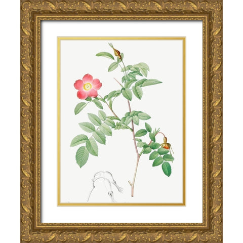 Alpine Rose, Rose of the Alps with Hanging Fruits, Rosa pendulina Gold Ornate Wood Framed Art Print with Double Matting by Redoute, Pierre Joseph