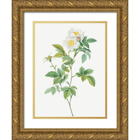 Anjou Rose, Rosa andegavensis Gold Ornate Wood Framed Art Print with Double Matting by Redoute, Pierre Joseph