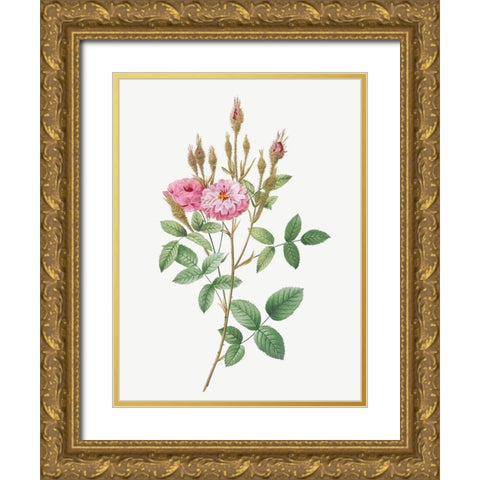 Mossy Pompon, Sparkling Pompon, Rosa pomponiana muscosa Gold Ornate Wood Framed Art Print with Double Matting by Redoute, Pierre Joseph