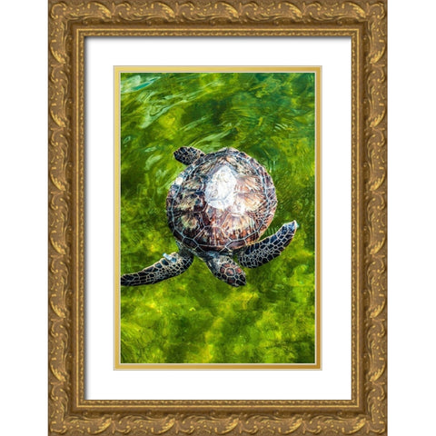 Green Sea Turtle Gold Ornate Wood Framed Art Print with Double Matting by NASA
