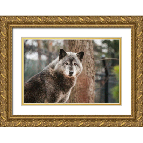 Gray Wolf Gold Ornate Wood Framed Art Print with Double Matting by Steff, Brittany