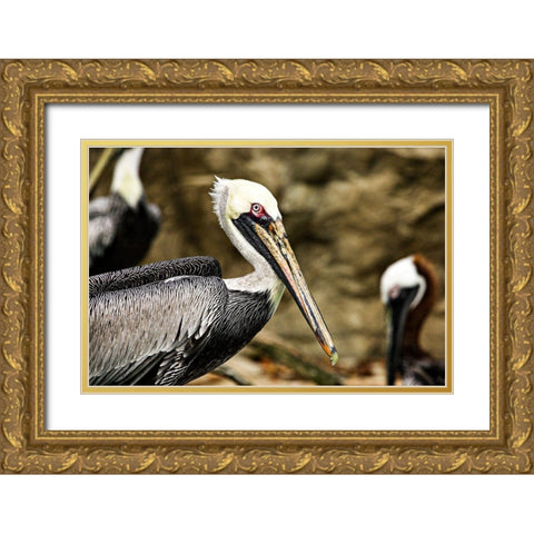 Brown Pelican Gold Ornate Wood Framed Art Print with Double Matting by Smithsonian Institution